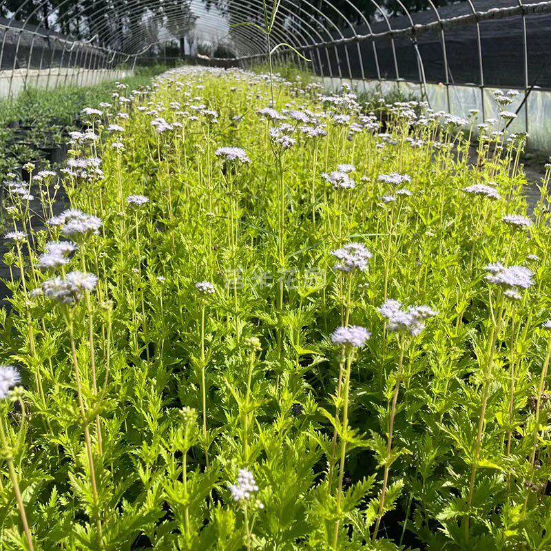 蓝雾草盆栽多年生多季节开花耐热花期长阳台庭院植物净化空气