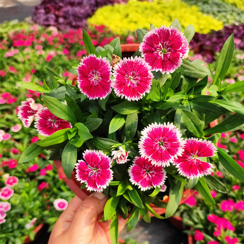 大花石竹盆栽五彩石竹带花苞