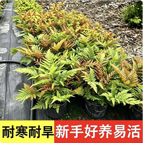 耐寒耐阴蕨类植物造景庭院盆栽