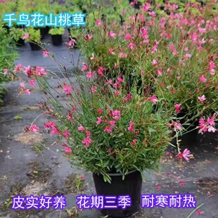 千鸟花山桃草盆栽室外耐寒耐热耐晒多季开花植物庭院多年生花卉