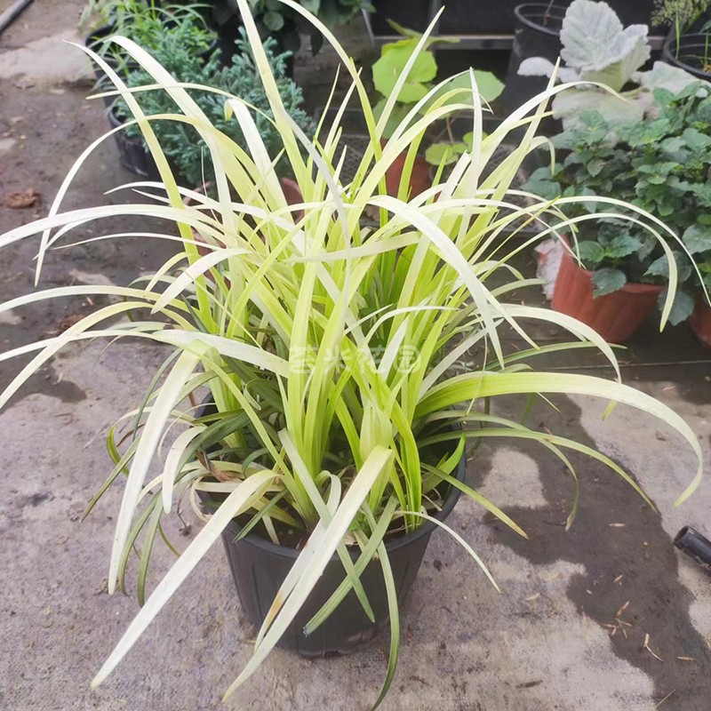 庭院阳台观赏草耐寒耐热常绿金边麦冬阔叶麦冬英国山麦冬纯金啤酒