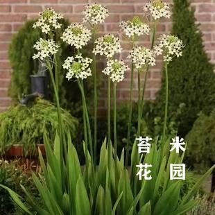 天鹅绒伯利恒之星盆栽种球切花盆栽耐寒耐热多年生高档切花花卉