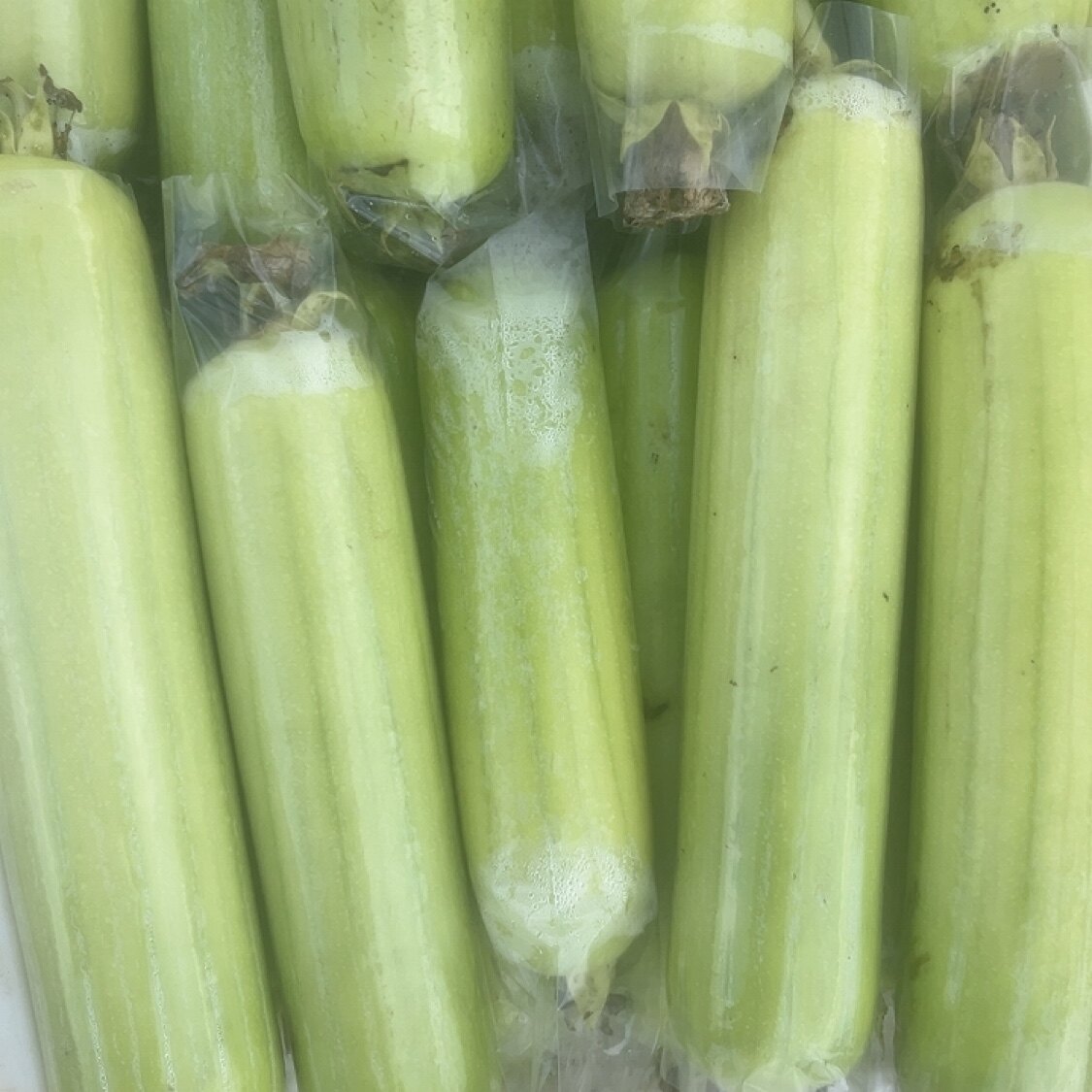 湘西农家自种白玉丝瓜