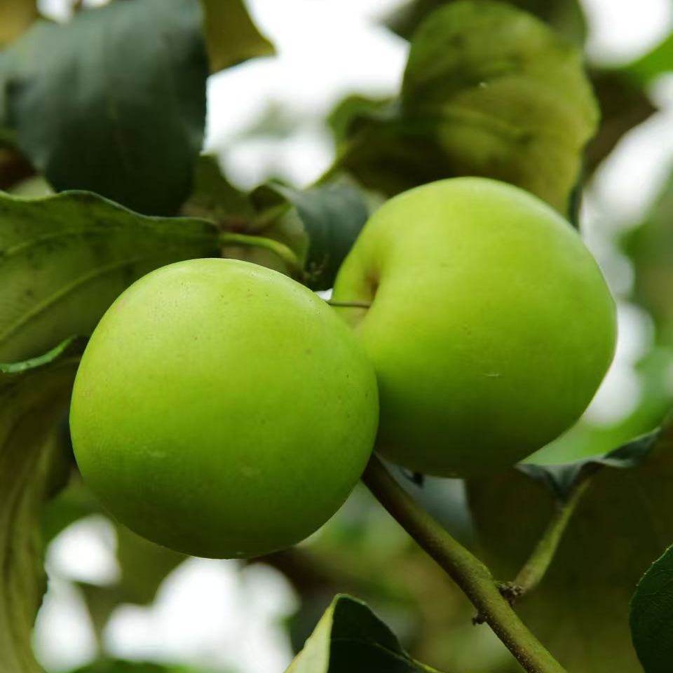 西双版纳高山苹果枣,水产肉类/新鲜蔬果/熟食,枣,淘宝优惠券,粉丝福利购,淘宝优惠卷