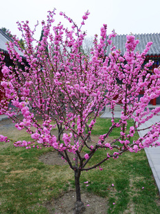 榆叶梅树苗南方北方种植庭院花木室外室内盆栽地栽风景树耐寒植物