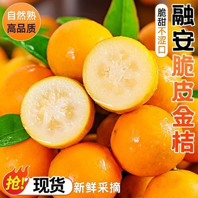 正宗广西融安脆皮金桔纯甜新鲜水果脆甜小金桔橘子大果现摘现发