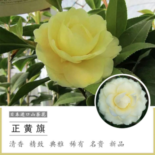 精品黄色茶花正黄旗  进口名贵品种花卉树苗嫁接盆栽阳台庭院植物