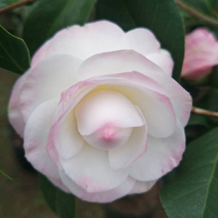 美林达康寿桃茶花珍稀名贵稀有品种盆栽原生嫁接树苗庭院阳台花卉