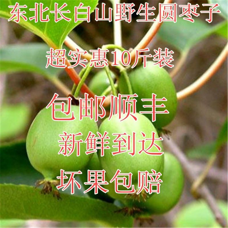 东北野生圆枣子长白山软枣子