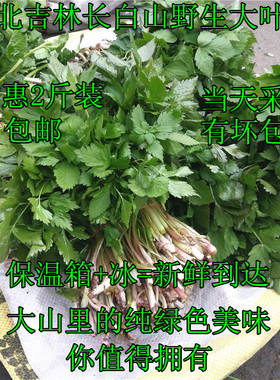 东北长白山大叶芹新鲜吉林山野菜山芹菜1000g2斤装包邮