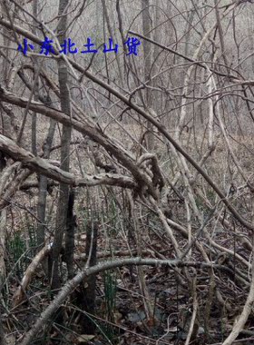 东北长白山野生500g包邮圆枣子