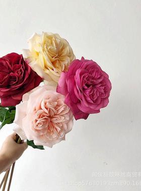 Simultaneous Austen roses, pink platinum, high-quality moist