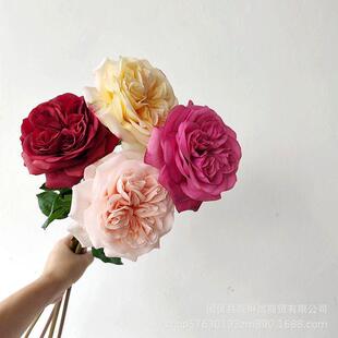 Simultaneous Austen roses, pink platinum, high-quality moist