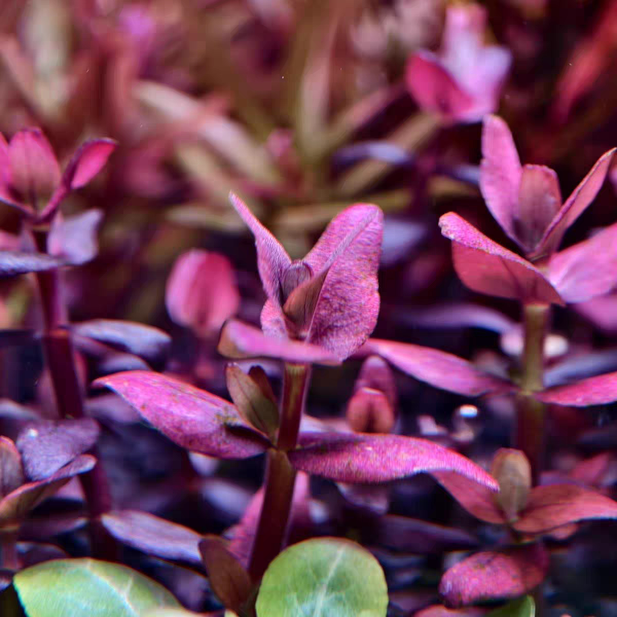新品水草新加坡彩虹虎耳紫虎耳中景紫红色水草鱼缸造景