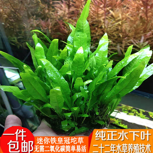 懒人铁皇冠活体无土水下叶