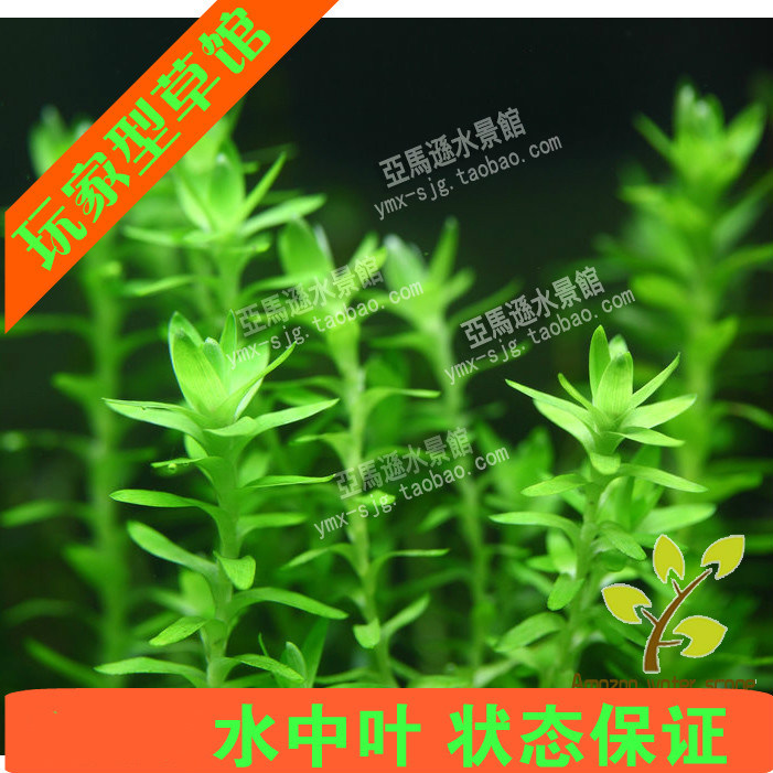 亚马逊水景馆 宽叶太阳 宽太水草水中叶中景后景鱼缸造景草缸装饰