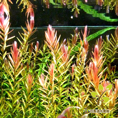 亚马逊粉红宫廷水草鱼缸造景