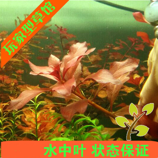 亚马逊水景馆 水草新品叶底红 水中叶 自家养鱼缸造景中后景