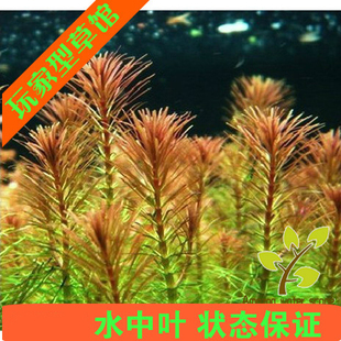 荷兰景 红松尾水草 水中叶鱼缸造景草缸后景活体淡水懒人