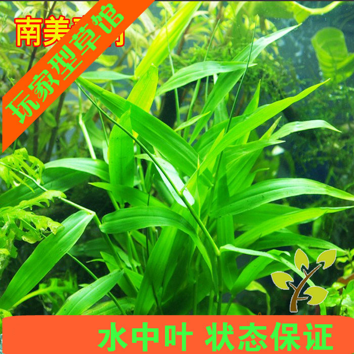 亚马逊水景馆 南美青竹叶 水草 水中叶鱼缸造景中后景