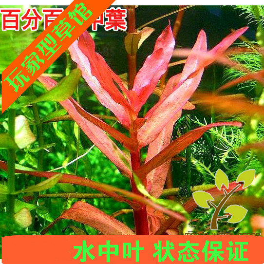 活体水草好养易活中后景鱼缸造景红柳水草水下叶荷兰景群生中景