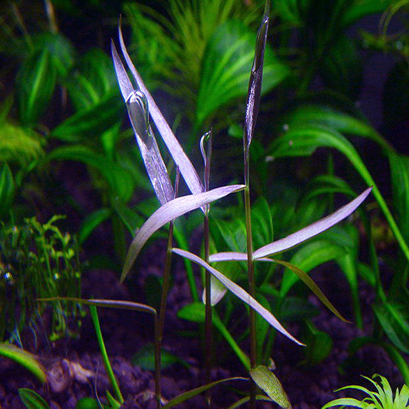 原生缸古法淡水水草紫竹寥鱼缸紫竹印度小竹节吊植物懒人草缸装饰