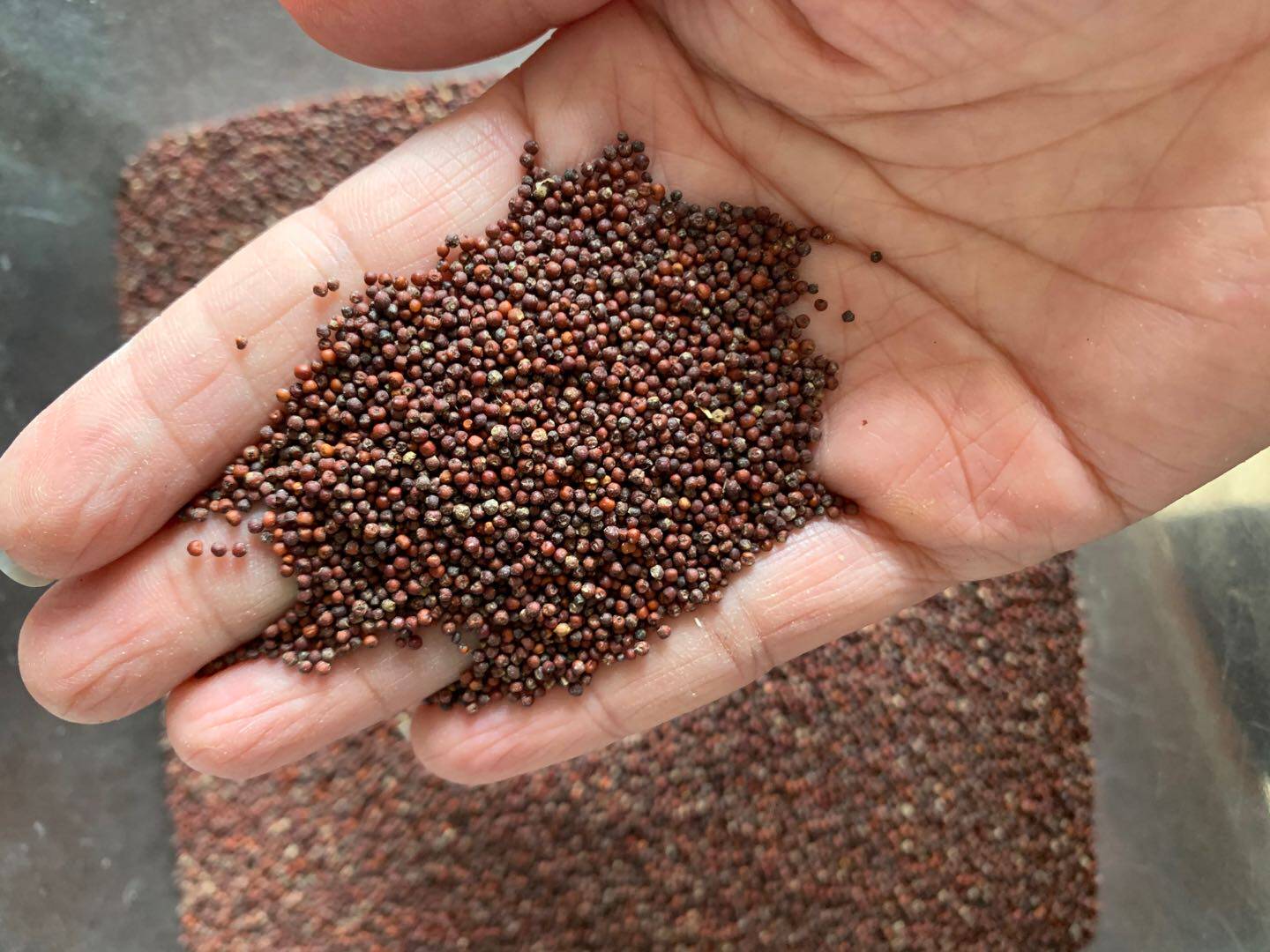 兴宁特产鸭爪粟龙爪稷粟米小米鸭蹄粟可磨粟米粉5斤包邮