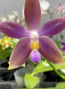 W7637 TE2065绝绝子