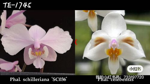 限时福利TE1745 刚升2.8寸 实生盲盒 小粉龙