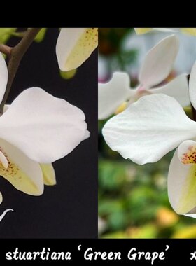 TE1900 2.8寸实生盲盒