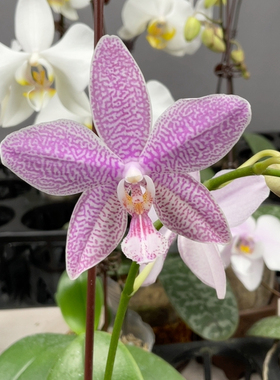 W7710 TE703 2.8寸 优品 香味