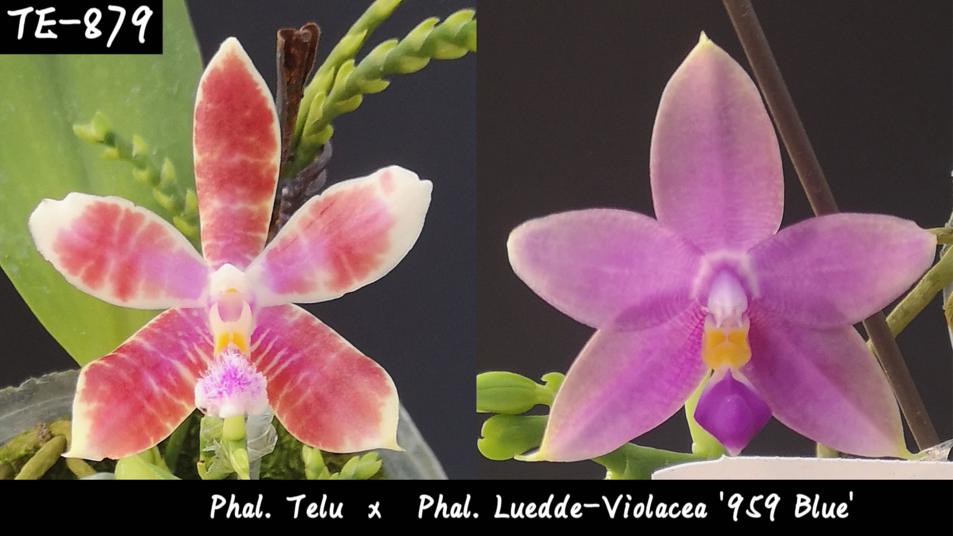 TE879 1.7寸实生盲盒 Telu x 路德狗959