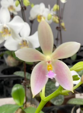 W7711 TE1073优品 3梗