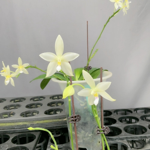 A0223 TE1073绝绝子 青白特选株 5梗