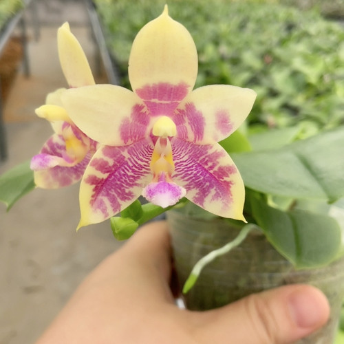 B0051
