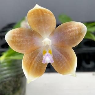 W7595 3梗 TE379绝绝子