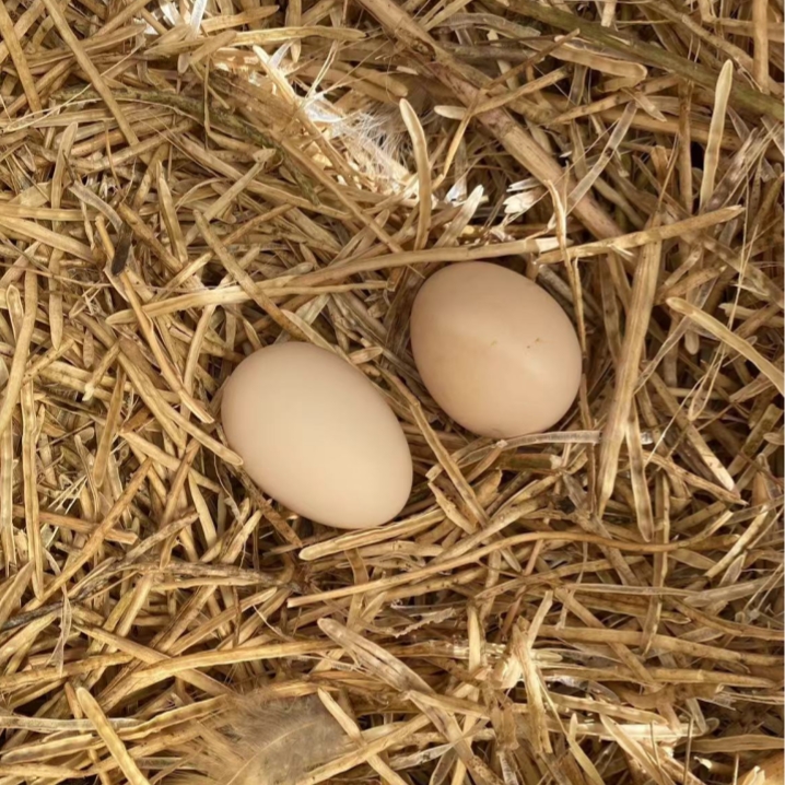 黄山正宗农家散养笨鸡蛋