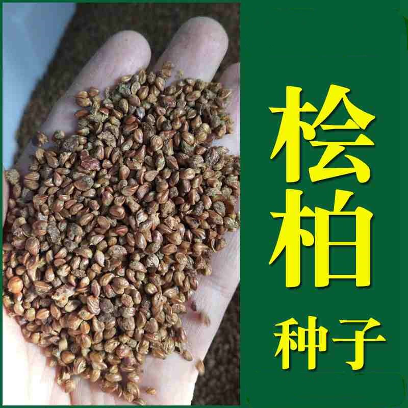 柏树种子 塔柏 松柏种子 桧柏 洒金柏 侧柏 松树圆柏种籽包邮图片