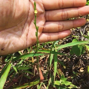独脚金种子 矮脚独脚疳积草种子小叶独脚药材种子 短草独角金种籽