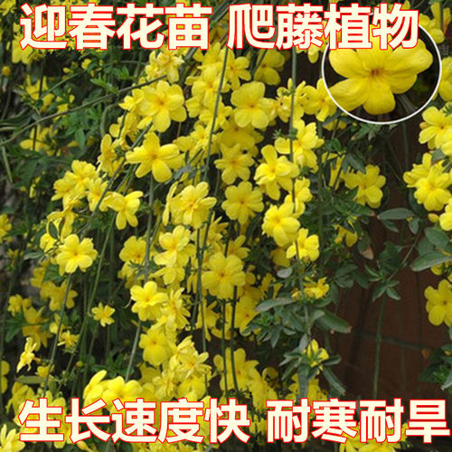 庭院盆栽地栽绿化苗木爬藤植物