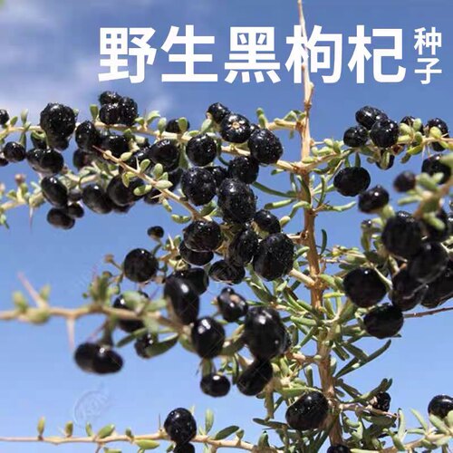 黑枸杞种子枸杞子宁夏种籽孑药用特色蔬菜中药材四季中草药