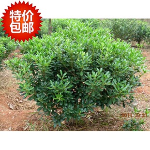 庭院耐寒不落叶高档绿化苗木室内盆栽植物四季长青海桐苗海桐球