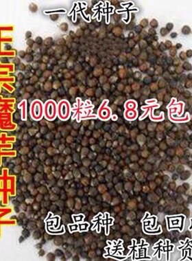 魔芋种籽一代云南省高产魔芋种子四季种植花魔芋籽珠芽中药材种籽