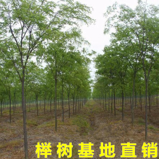 榉树苗大树苗红榉树苗盆栽道路园林绿化苗基地行到树景观绿化苗木