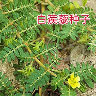 白蒺藜种子 蒺藜名茨旁通屈人止行休羽升推白蒺藜种子观花种籽