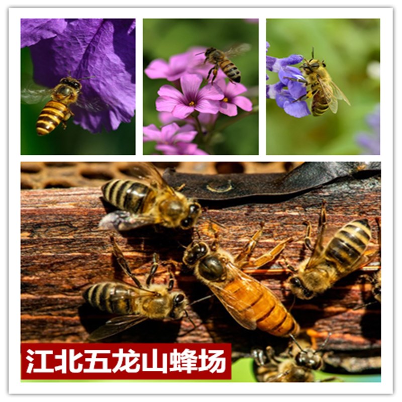 Swarm living thing honeybee Swarm Swarm Cheap Swarm Mating Producein the Livestock/Aquaculture supplies , Livestock/Farming equipment , Livestock/Aquaculture Equipment  category - from Buy2taobao.com to provide professional Taobao agent buy service