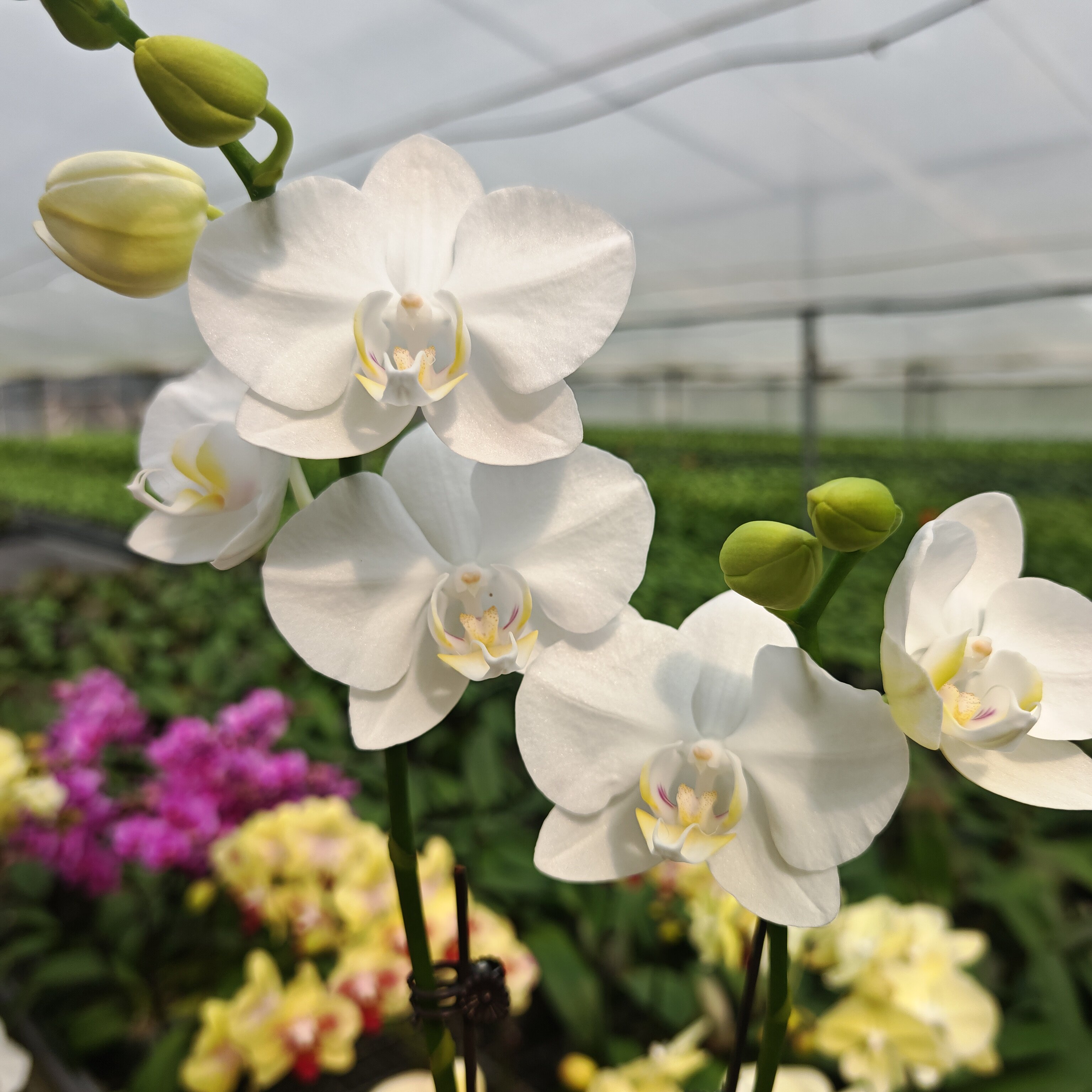 蝴蝶兰（阿玛）双花剑 花量多带苞 叶片碧绿基地直发