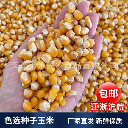 枭龙鸽粮色选种子玉米粒信赛鸽日常营养鸟食饲料江浙沪皖包邮50斤