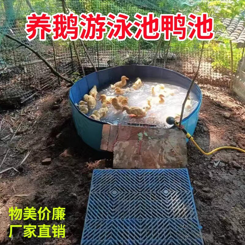 养鹅游泳池洗澡盆专用水池槽神器的家用嬉戏水鸭子扁嘴大鹅要买蓄