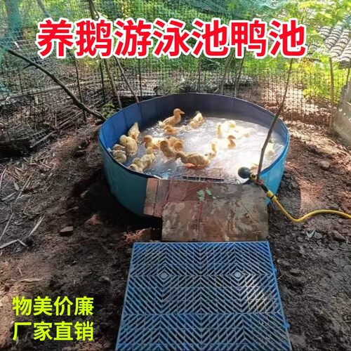 养鹅游泳池洗澡盆水池水鸭子扁嘴